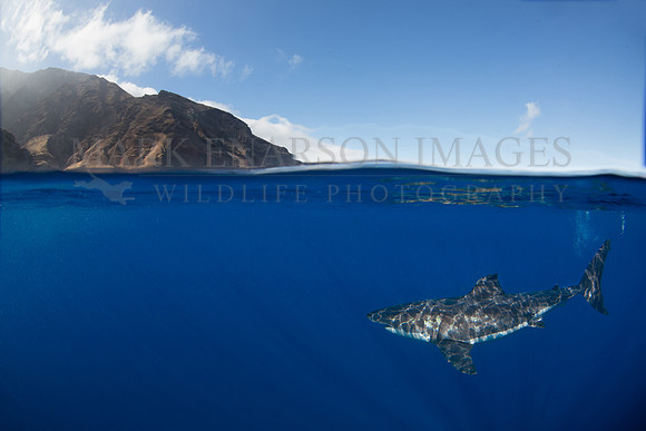 A white shark at Isla Guadalupe, Mexico