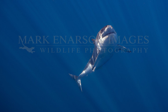 A white shark at Isla Guadalupe, Mexico
