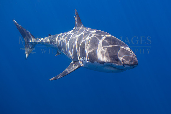 A white shark at Isla Guadalupe, Mexico