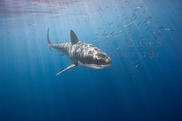 A white shark at Isla Guadalupe, Mexico