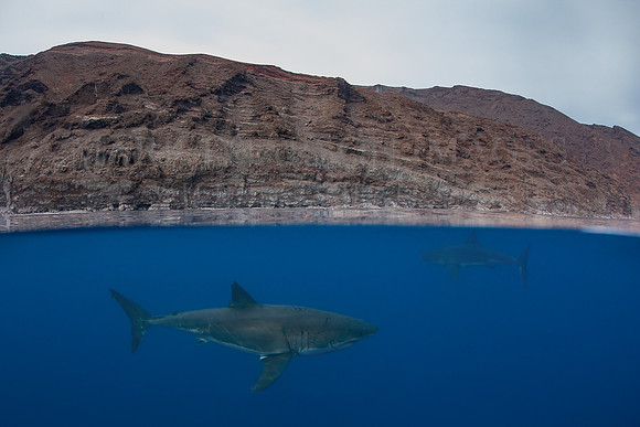 A white shark at Isla Guadalupe, Mexico