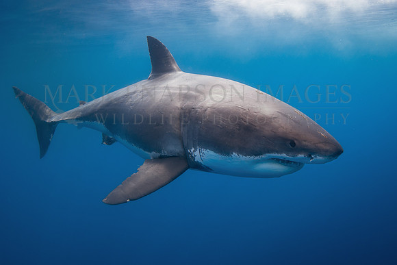 A white shark at Isla Guadalupe, Mexico