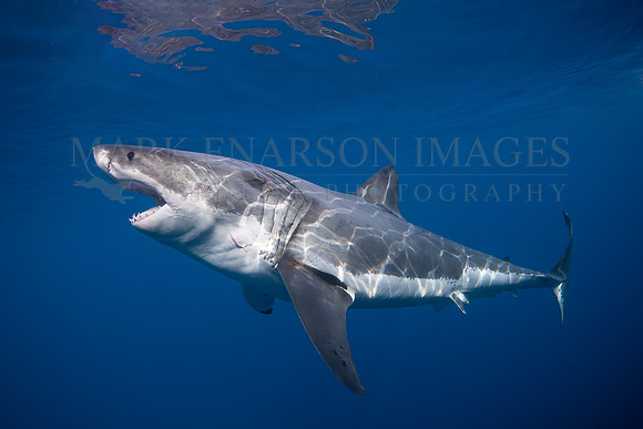 A white shark at Isla Guadalupe, Mexico