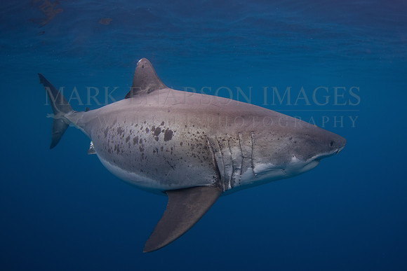 A white shark at Isla Guadalupe, Mexico