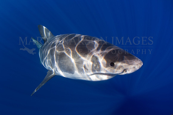 A white shark at Isla Guadalupe, Mexico