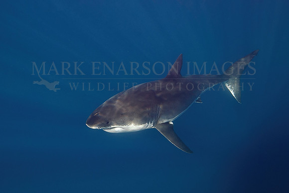 A white shark at Isla Guadalupe, Mexico
