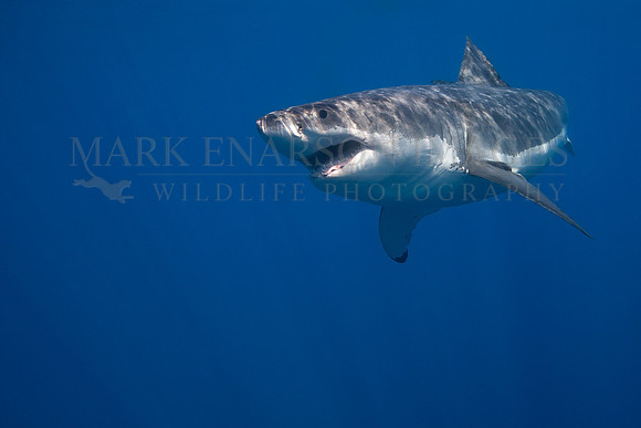 A white shark at Isla Guadalupe, Mexico