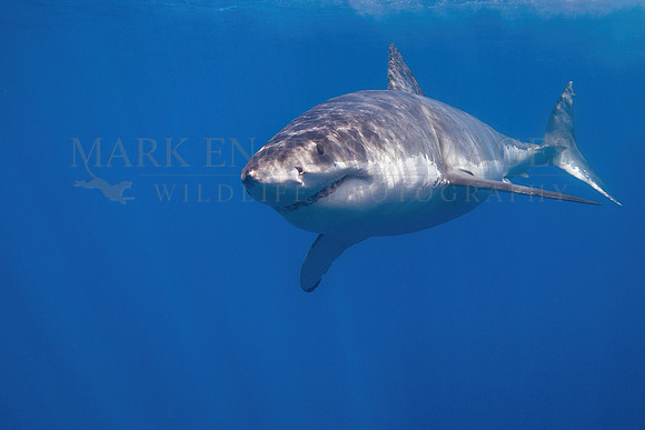 A white shark at Isla Guadalupe, Mexico