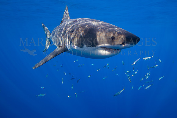 A white shark at Isla Guadalupe, Mexico