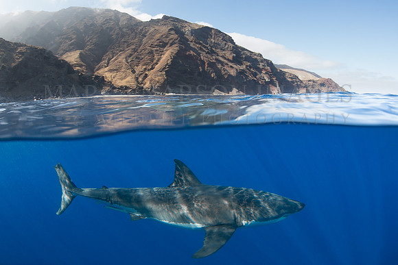A white shark at Isla Guadalupe, Mexico