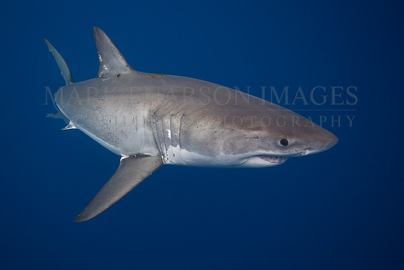 A white shark at Isla Guadalupe, Mexico