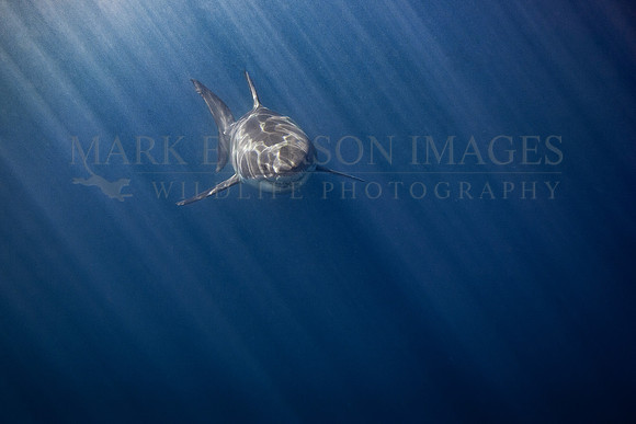A white shark at Isla Guadalupe, Mexico