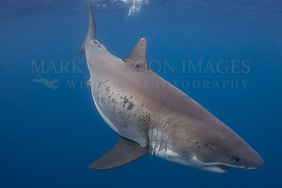 A white shark at Isla Guadalupe, Mexico