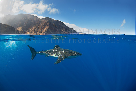 A white shark at Isla Guadalupe, Mexico