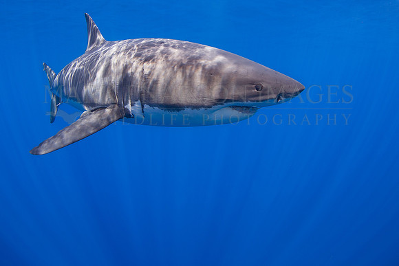 A white shark at Isla Guadalupe, Mexico