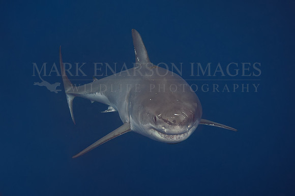 A white shark at Isla Guadalupe, Mexico