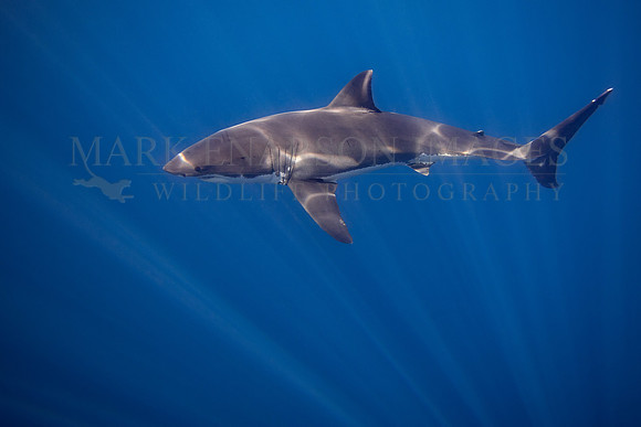 A white shark at Isla Guadalupe, Mexico
