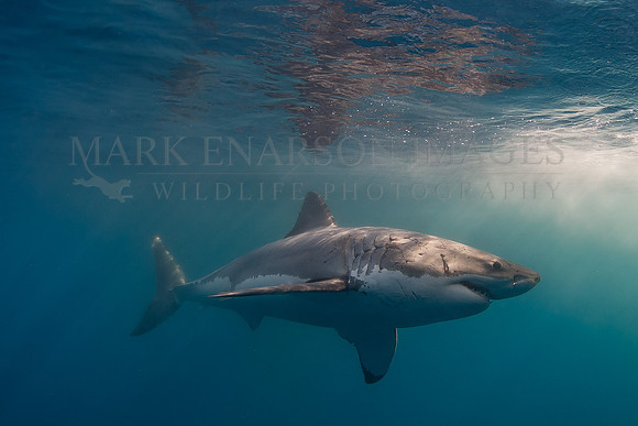 A white shark at Isla Guadalupe, Mexico