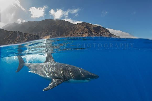 A white shark at Isla Guadalupe, Mexico