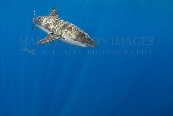 A white shark at Isla Guadalupe, Mexico