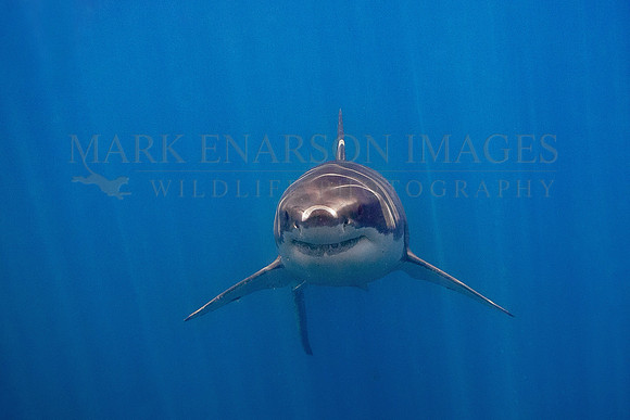 A white shark at Isla Guadalupe, Mexico