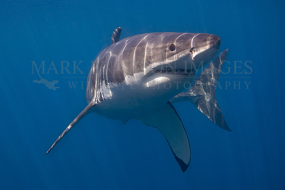 A white shark at Isla Guadalupe, Mexico