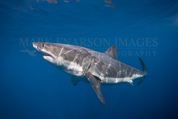 A white shark at Isla Guadalupe, Mexico