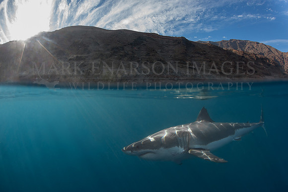 A white shark at Isla Guadalupe, Mexico