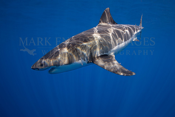 A white shark at Isla Guadalupe, Mexico
