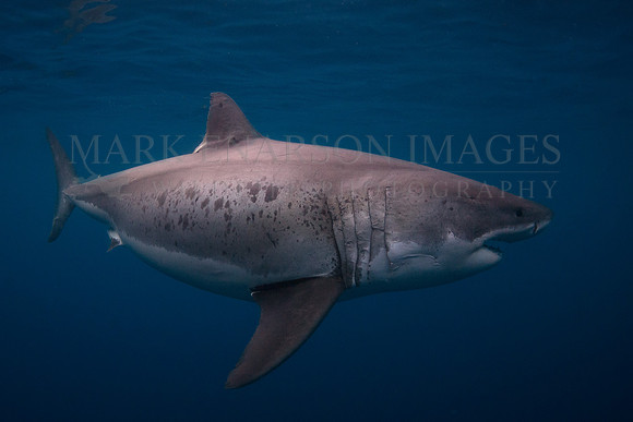 A white shark at Isla Guadalupe, Mexico