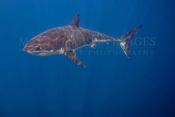 A white shark at Isla Guadalupe, Mexico