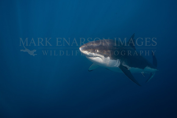 A white shark at Isla Guadalupe, Mexico