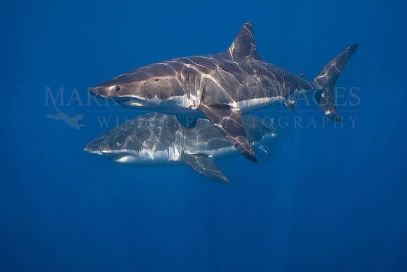 White sharks at Isla Guadalupe, Mexico