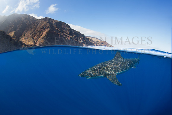 A white shark at Isla Guadalupe, Mexico