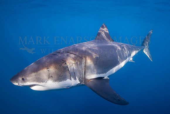 A white shark at Isla Guadalupe, Mexico