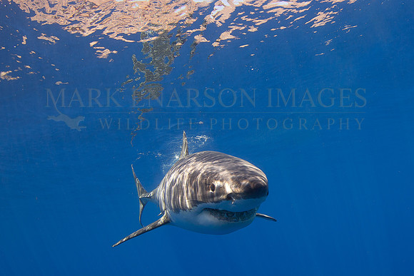 A white shark at Isla Guadalupe, Mexico