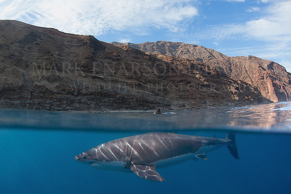 A white shark at Isla Guadalupe, Mexico