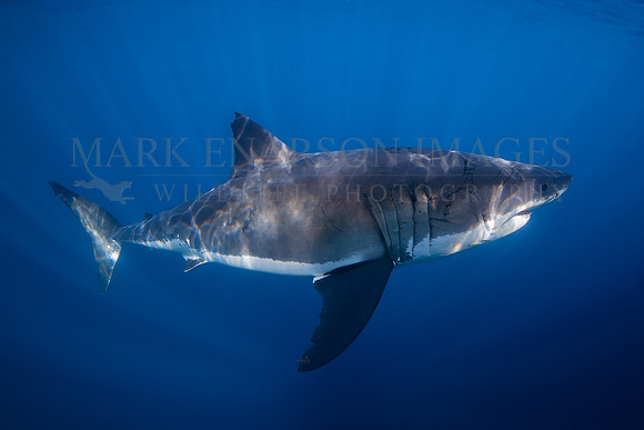A white shark at Isla Guadalupe, Mexico