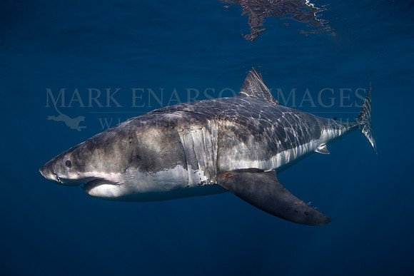 A white shark at Isla Guadalupe, Mexico
