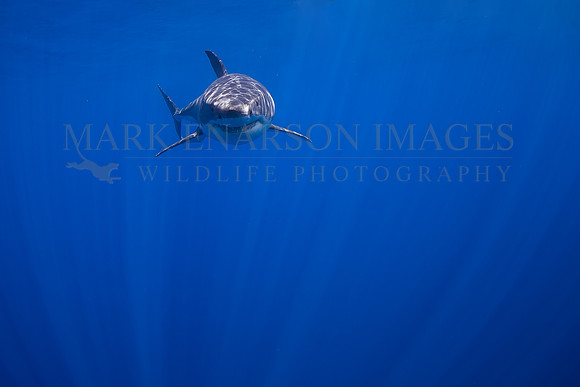 A white shark at Isla Guadalupe, Mexico