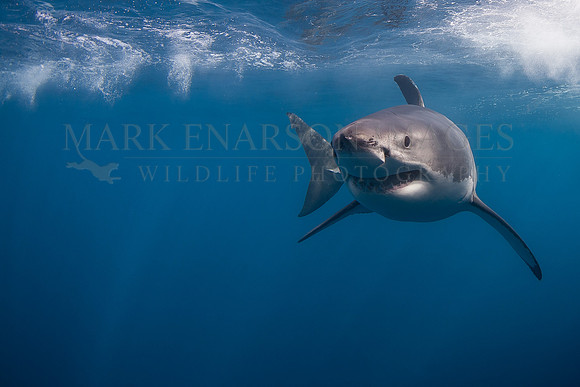 A white shark at Isla Guadalupe, Mexico