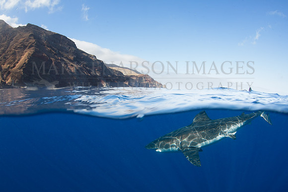 A white shark at Isla Guadalupe, Mexico
