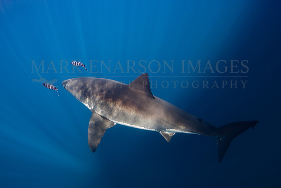 A white shark at Isla Guadalupe, Mexico