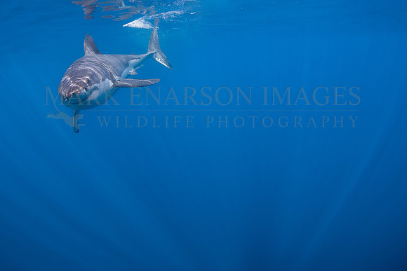 A white shark at Isla Guadalupe, Mexico