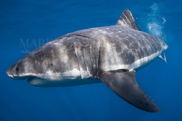A white shark at Isla Guadalupe, Mexico