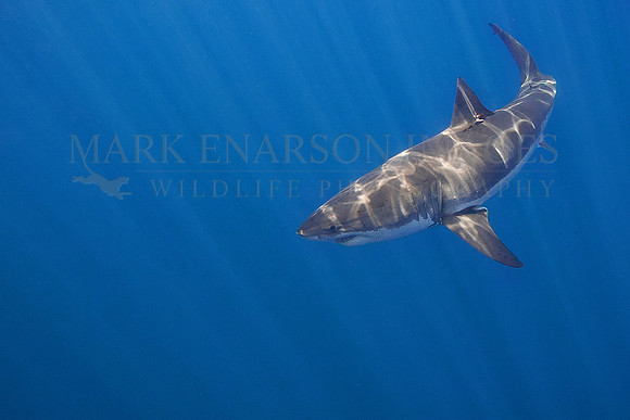A white shark at Isla Guadalupe, Mexico