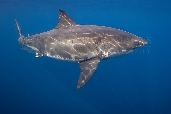 A white shark at Isla Guadalupe, Mexico