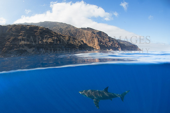 A white shark at Isla Guadalupe, Mexico