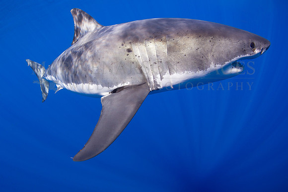 A white shark at Isla Guadalupe, Mexico