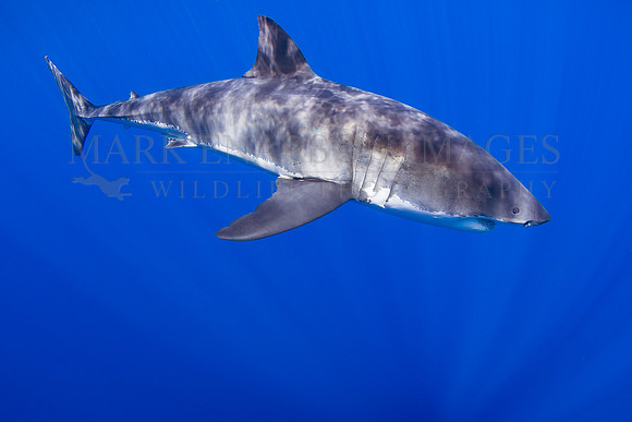 A white shark at Isla Guadalupe, Mexico